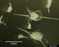 water flea (<em>Daphnia lumholtzi</em>) adult(s) on (<em> </em>)