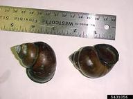 Chinese mystery snail (<em>Cipangopaludina chinensis malleata</em>) indicator(s)