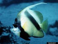 Red Sea bannerfish (<em>Heniochus intermedius</em>) adult(s) on (<em> </em>)