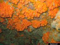 orange cup coral (<em>Tubastraea coccinea</em>) adult(s) on (<em> </em>)