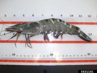 Giant Tiger Prawn (<em>Penaeus monodon</em>) adult(s) on (<em> </em>)