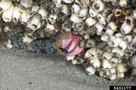 titan acorn barnacle (<em>Megabalanus coccopoma</em>) adult(s) on (<em> </em>)