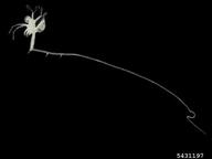 fishhook waterflea (<em>Cercopagis pengoi</em>) adult(s) on (<em> </em>)