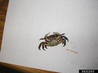 Asian shore crab (<em>Hemigrapsus sanguineus</em>) adult(s) on (<em> </em>)