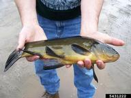 tench (<em>Tinca tinca</em>) adult(s) on (<em> </em>)