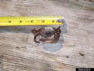 Asian shore crab (<em>Hemigrapsus sanguineus</em>) adult(s) on (<em> </em>)