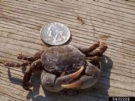 Asian shore crab (<em>Hemigrapsus sanguineus</em>) adult(s) on (<em> </em>)