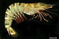 Giant Tiger Prawn (<em>Penaeus monodon</em>) adult(s) on (<em> </em>)