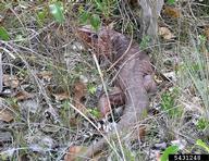 red tegu (<em>Tupinambis rufescens</em>) adult(s) on (<em> </em>)
