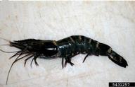 Giant Tiger Prawn (<em>Penaeus monodon</em>) adult(s) on (<em> </em>)