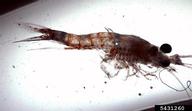 bloody red shrimp (<em>Hemimysis anomala</em>) adult(s) on (<em> </em>)