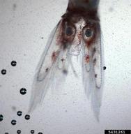 bloody red shrimp (<em>Hemimysis anomala</em>) adult(s) on (<em> </em>)