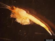 bloody red shrimp (<em>Hemimysis anomala</em>) adult(s) on (<em> </em>)