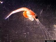 bloody red shrimp (<em>Hemimysis anomala</em>) adult(s) on (<em> </em>)
