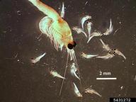 bloody red shrimp (<em>Hemimysis anomala</em>) life cycle on (<em> </em>)