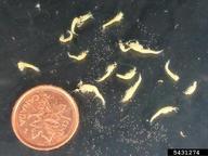 bloody red shrimp (<em>Hemimysis anomala</em>) adult(s) on (<em> </em>)