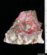 titan acorn barnacle (<em>Megabalanus coccopoma</em>) adult(s) on (<em> </em>)