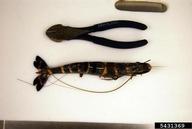 Giant Tiger Prawn (<em>Penaeus monodon</em>) adult(s) on (<em> </em>)