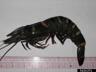 Giant Tiger Prawn (<em>Penaeus monodon</em>) adult(s) on (<em> </em>)