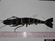 Giant Tiger Prawn (<em>Penaeus monodon</em>) adult(s) on (<em> </em>)