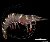 Giant Tiger Prawn (<em>Penaeus monodon</em>) adult(s) on (<em> </em>)