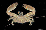 green porcelain crab (<em>Petrolisthes armatus</em>) adult(s) on (<em> </em>)