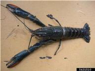 red claw crayfish (<em>Cherax quadricarinatus</em>) adult(s) on (<em> </em>)