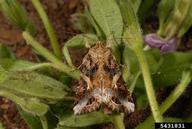 yellowstriped armyworm (<em>Spodoptera ornithogalli</em>) adult(s)