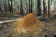mound