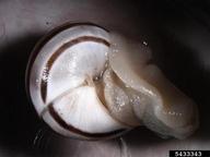 Intercepted on a container from Greece by R. Ortega at Wilmington NC International Airport Customs and Border Protection