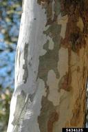 American sycamore (<em>Platanus occidentalis</em>) bark
