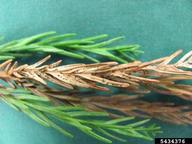 Pestalotiopsis leaf spot (<em>Pestalotiopsis spp.</em>) symptoms on Japanese cedar (<em>Cryptomeria spp.</em>)