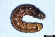 variegated cutworm (<em>Peridroma saucia</em>) larva(e)