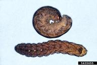 variegated cutworm (<em>Peridroma saucia</em>) larva(e)