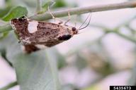 field bindweed moth (<em>Tyta luctuosa</em>) adult(s) on field bindweed (<em>Convolvulus arvensis</em>)