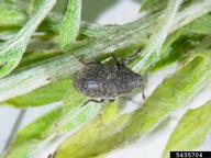 adult weevil