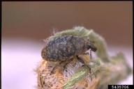 adult weevil on meadow knapweed
