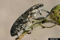 adult