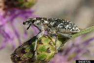 adult