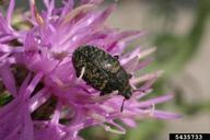 blunt knapweed flower weevil (<em>Larinus obtusus</em>) adult(s) on spotted knapweed (<em>Centaurea stoebe</em>)