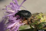 blunt knapweed flower weevil (<em>Larinus obtusus</em>) adult(s) on spotted knapweed (<em>Centaurea stoebe</em>)
