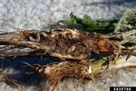 Pterolonche inspersa larva (L) usually occurs below the gall by Sphenoptera jugoslavica (R)