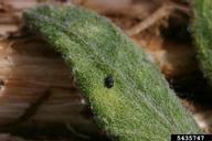 eggs may be laid on leaf surface or on leaf stalk, they are kidney bean-shaped and have a dimple in center.