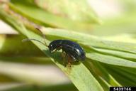 adult flea beetle