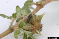 adult seed weevil