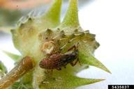 adult seed weevil with oviposition scar just above