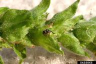 adult weevil