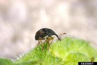 adult weevil