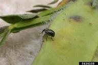 adult weevil