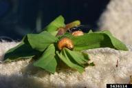 larva
